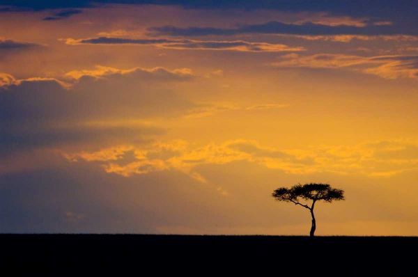 Kenya, Masai Mara Sunrise silhouettes an acacia